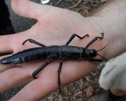 Lord Howe stick insect
