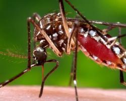 Researchers are studying an experimental molecule that inhibits kidney function in mosquitoes