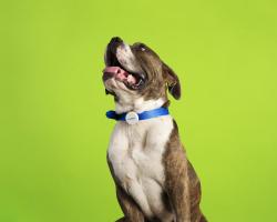 Dog wearing blue collar, green background