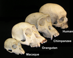 Comparison of different primate skulls