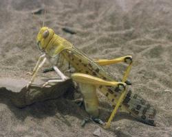 Desert locust (Schistocerca gregaria) laying eggs