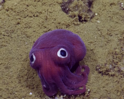Stubby squid