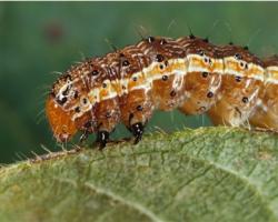the fall armyworm caterpillar on a leaf