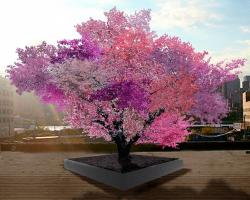 A &quot;Tree of 40&quot; Fruits in full blossom with each branch a different hue of pink.