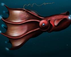 Artist&#039;s impression of an adult vampire squid (Vampyroteuthis infernalis)