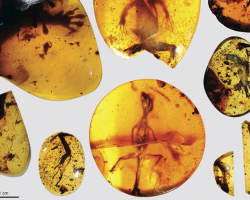 lizard fossils in amber