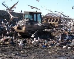 Birds, tractor, landfill