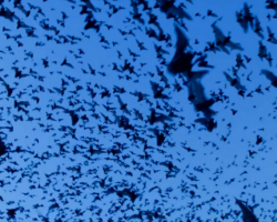 Swarm of bats