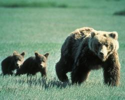 Brown bears, mother and cubs