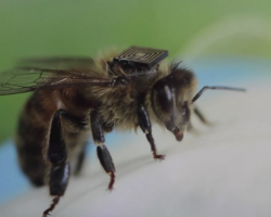 Closeup of a tiny microchip attached to the back of a honey bee,