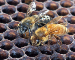 The Africanized honey bee (top) is barely distinguishable from its milder European cousin.