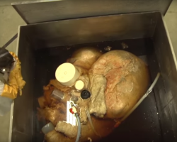 A blue whale heart preserved in formaldehyde