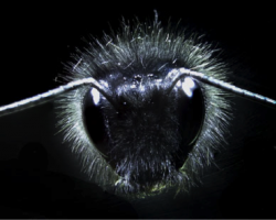 Close up of a bumblebee