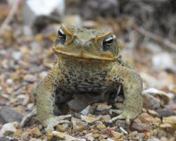 Cane toad, Australia