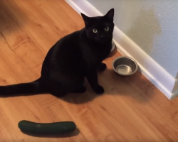 Screenshot from &quot;Cats scared by cucumbers&quot; by Youtube user Str8 Pimpin