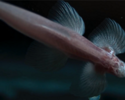 Cryptotora thamolica, a blind cavefish
