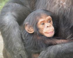 Chimpanzee baby