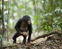 Chimpanzee carrying large stone