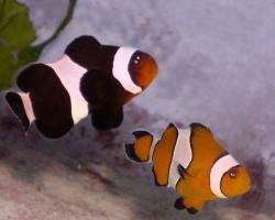 Male and female clownfish. Sexual dimorphism.