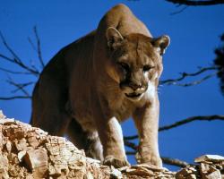A cougar, puma, mountain lion, panther