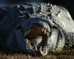 Front of a Crocodile