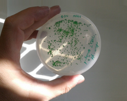 Cyanobacteria in a petri dish
