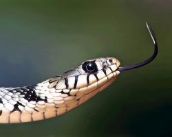 Snake flicking its forked tongue through the air