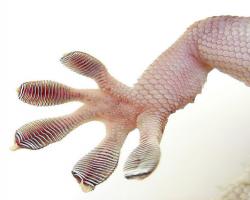 The pads on a gecko&#039;s foots