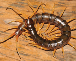Giant centipede, Scolopendra cataracta