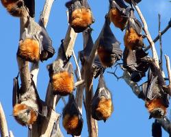 Gray-headed flying foxes roosting. Bats.