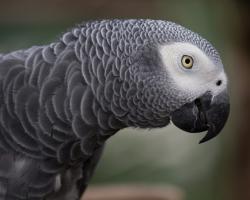 The African grey parrot