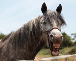 Horse laughing, photo