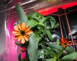 Zinnia flower growing on the ISS in the Veggie planet growth system