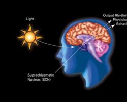 Diagram of how light affects the circadian rhythm of the human brain