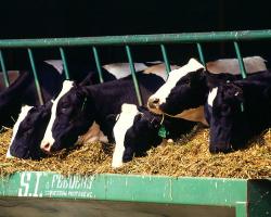 Dairy cows, cattle, farm