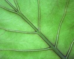 Close-up of a leaf and veins
