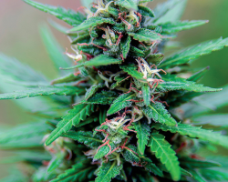 Marijuana plant, Cannabis sativa