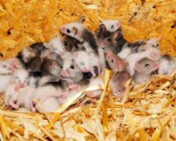 Baby mice in a nest