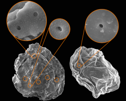 Predatory perforations in microfossils