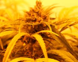 A marijuana plant cultivated under a grow light.
