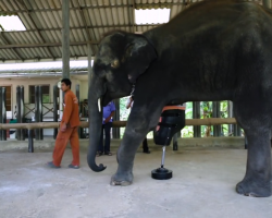 Elephant wearing prosthetic leg