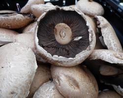 portabella mushrooms