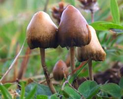 Psilocybe semilanceata mushrooms