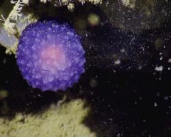 Purple blob found by Nautilus crew on the seafloor