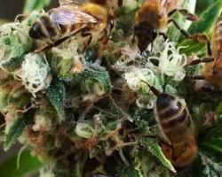 honey bees marijuana