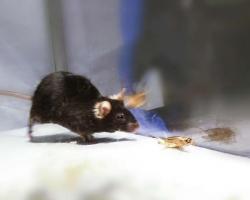 Scientists switch on predatory kill instinct in mice