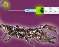 Scorpion and a syringe