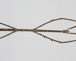 Stick insect (Phobaeticus chani)