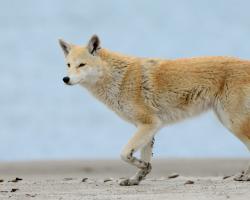 Eastern coyote known in the media as &quot;Coywolf&quot;