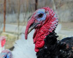 Live turkey on a farm